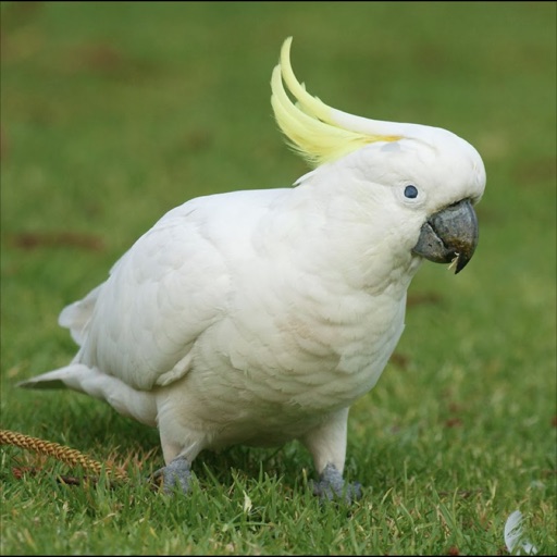 Parrots Species icon