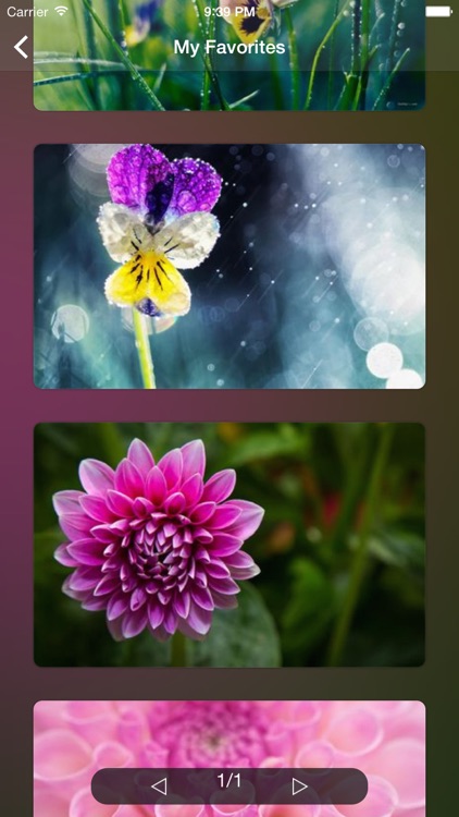 Flower WP Pro ~Extremely HD Flowers Wallpaper Image Gallery