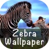 Zebra Wallpaper