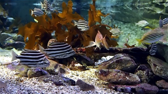 水族館高清電視動態桌布：包含珊瑚礁桌布及海洋的聲音，放鬆舒壓(圖4)-速報App