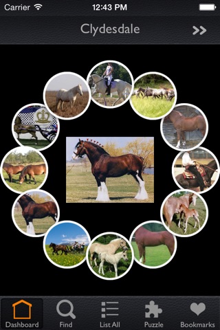 Horses Collection screenshot 3