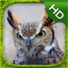 Great Horned Owl Simulator - HD