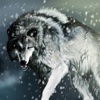 Wolf Wallpapers HD- Quotes Backgrounds with Art Pictures