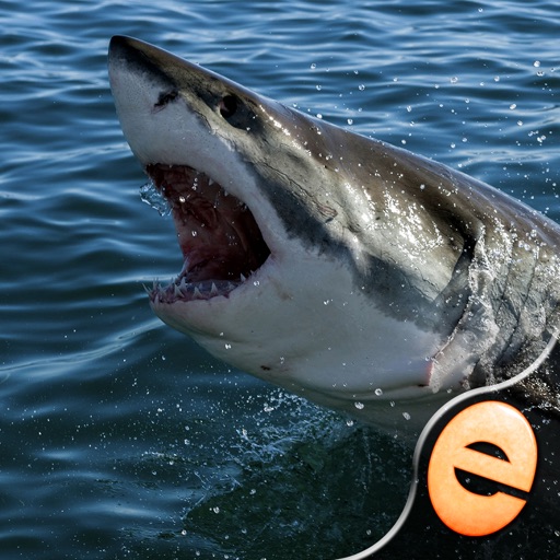Shark Puzzles for Kids Free Jigsaw Wonder Collection iOS App