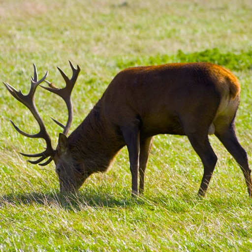 Deer Hunting Crossing Ace Sniper Icon