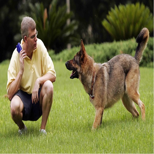 Dog Training Video Guide