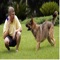 How To Train a Dog is the ultimate video guide for you to learn how to give training to dog