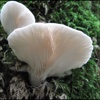 Mushrooms Wiki