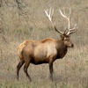 Elk Calls - Amazing High Quality Sound Effects Great for Hunting