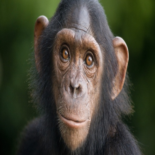 chimpanzee sound chimpanzee sound