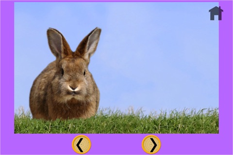 rabbits and games for kids - free game screenshot 4