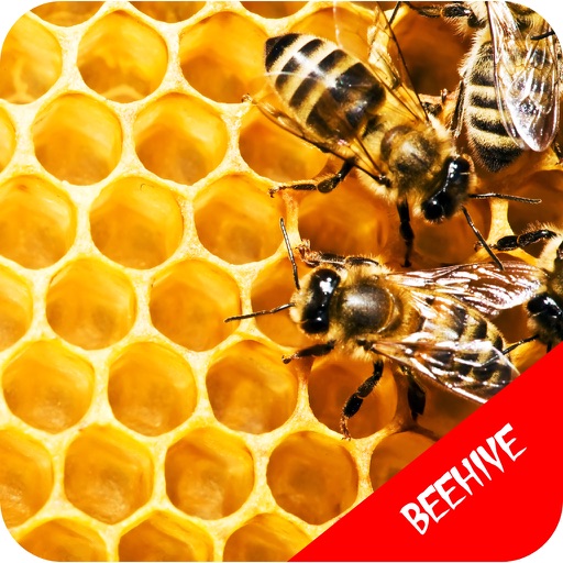 Building A Beehive - Backyard Beehive icon