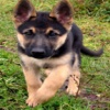 German Shepherd Puppy Training Guide