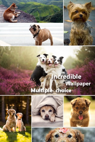 Dog Wallpapers & Backgrounds Pro - Home Screen Maker with Cute Themes of Dog Breeds screenshot 3