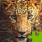 Icon Big Cats Puzzle 4 Kids Endless Jigsaw-Adventure
