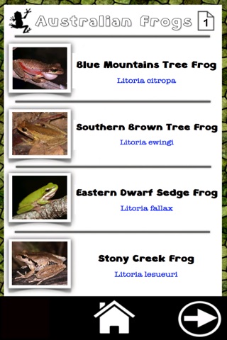 Ed's Frog Adventures screenshot 3