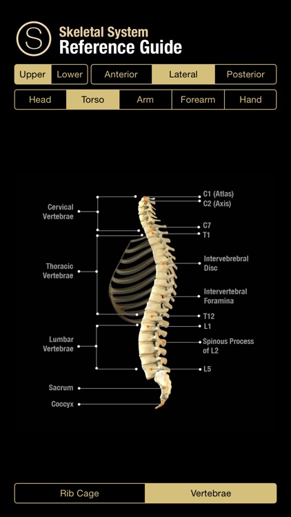 Skeletal System Reference Guide