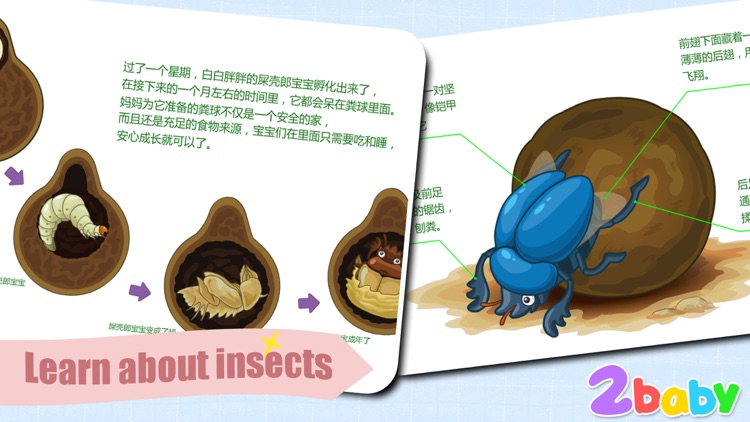 Dung beetle - InsectWorld  A story book about insects for children screenshot-3