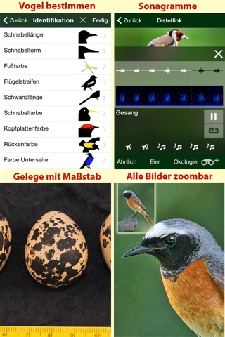 Alle Vögel Luxemburg - ein vollständiger Naturführer zu allen Vogelarten Luxemburgs screenshot 4