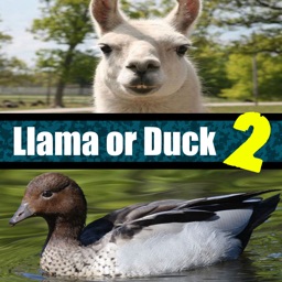 Llama or Duck Quiz 2