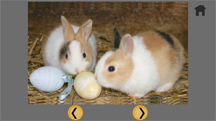 rabbits pictures to win for kids - free game screenshot-4