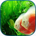 Tanked Aquarium 3D - Relaxing Tropical Scenes with Coral Reef Sharks  Fish Tank