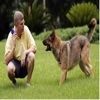 Dog Training Video Guide
