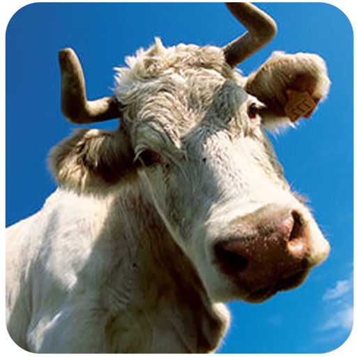 Crazy Cow Run iOS App