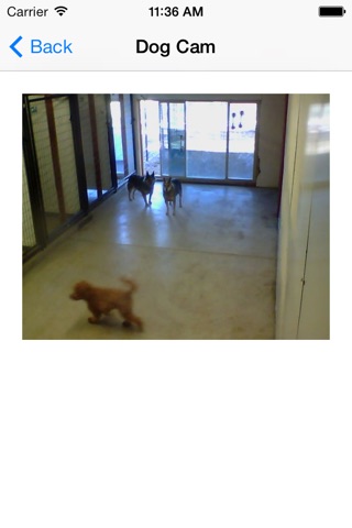 Dog Paw Daycare screenshot 4