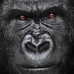 Gorilla attacks vs igi commandose