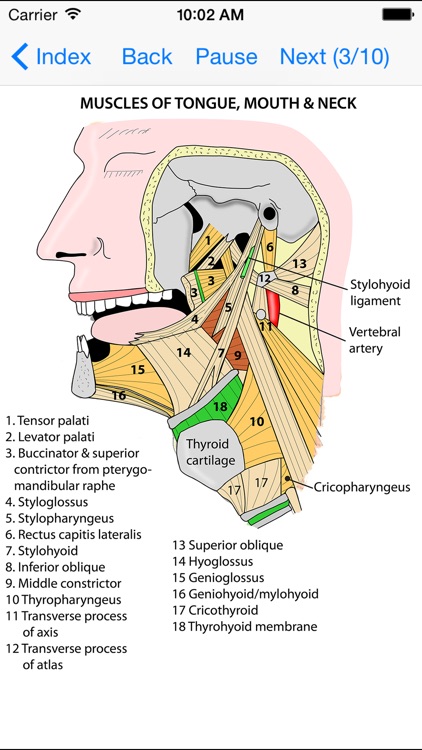Anatomy Lectures Head and Neck screenshot-3