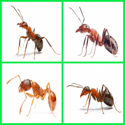 Free Ant Same