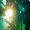 Rainforest Wallpapers HD:Quotes with Art Pictures