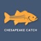 Chesapeake Catch helps Maryland anglers collect and share valuable information about key Chesapeake Bay sport fish – for fun and for conservation