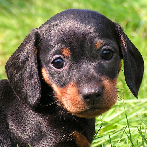 Little Dachshund Dogs - Slideshow & Wallpapers HD Icon