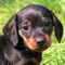 Little Dachshund Dogs - Slideshow & Wallpapers HD