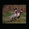 Pheasant Score