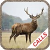 Whitetail Hunting Calls-Deer Buck Grunt