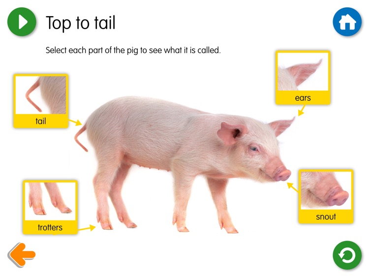 The Three Little Pigs – Come Alive Stories screenshot-3