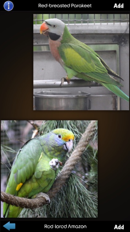 Parrot Species Guide