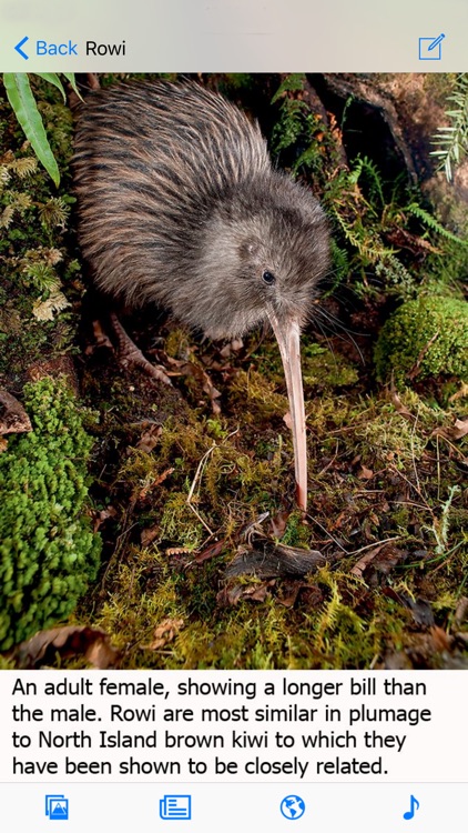 Birds of New Zealand screenshot-1