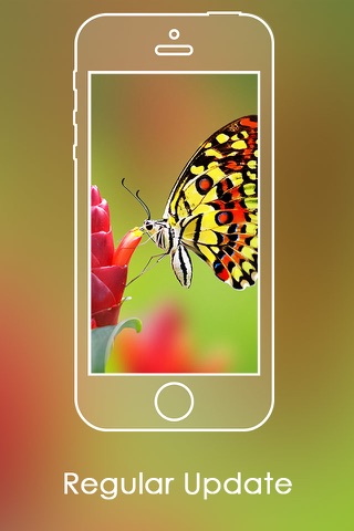 Butterfly HD Colorful Wallpapers | Backgrounds screenshot 3