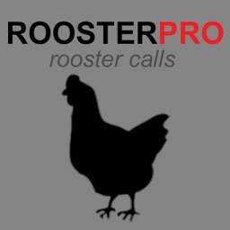 Rooster Sounds and Rooster Crowing