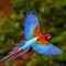Parrot Catalog is a great collection with the most interesting photos and info