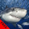Shark Video and Photo Galleries FREE