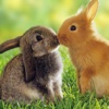 Rabbit  Photos and Videos Premium