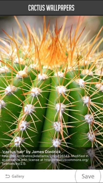 Cactus Wallpaper