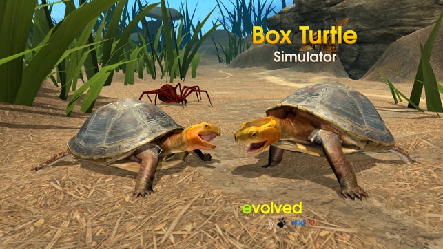 Box Turtle Simulator