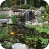 Fish Pond Design Ideas