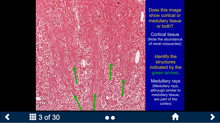 Histology - Urinary-Endocrine-Reproductive Systems